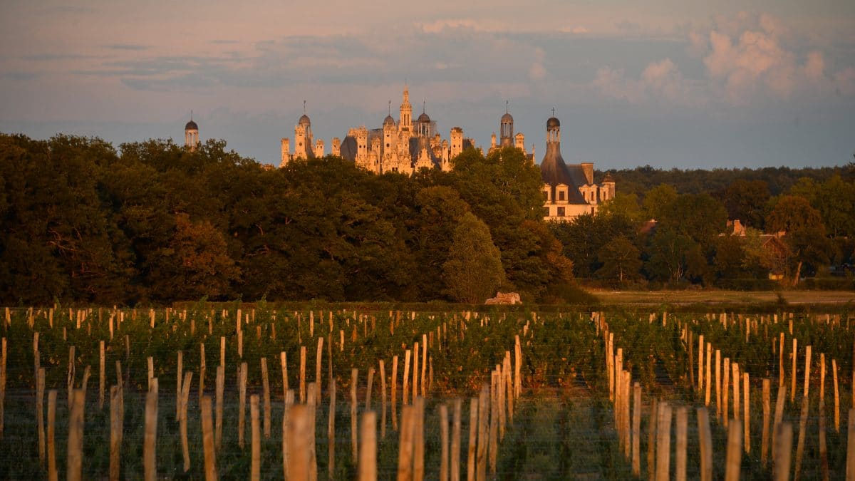 Le vin de Chambord  Château de Chambord