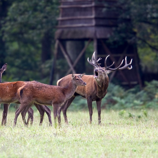 Le brame du cerf (c) Domaine national de Chambord