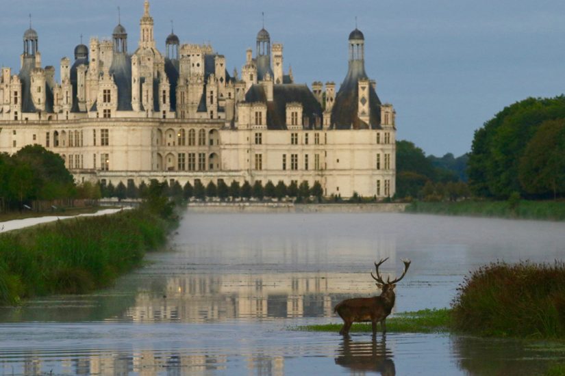 Cerf chambord