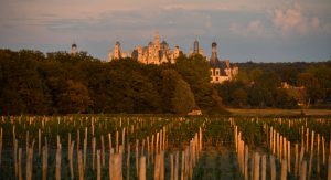 Vignoble de Chambord ©Leonard de Serres